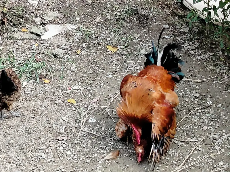 Pure Desi Murga — photo 6