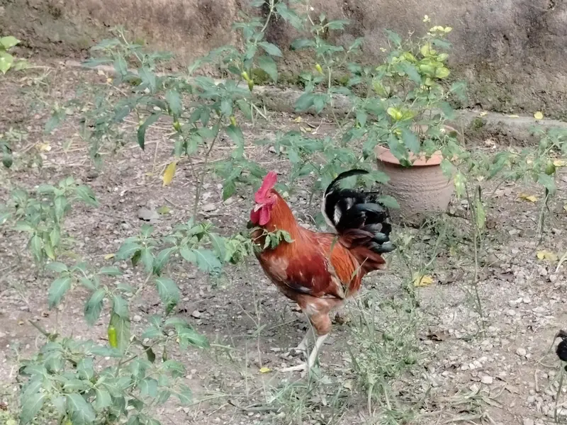 Pure Desi Murga — photo 9