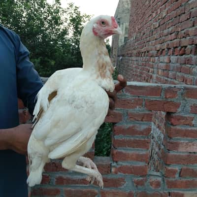 Madi achi Hai jis Bhai ko chaya rabta kr sakta Hai