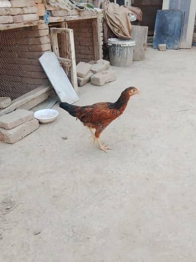 aseel chick for sale 03207362289