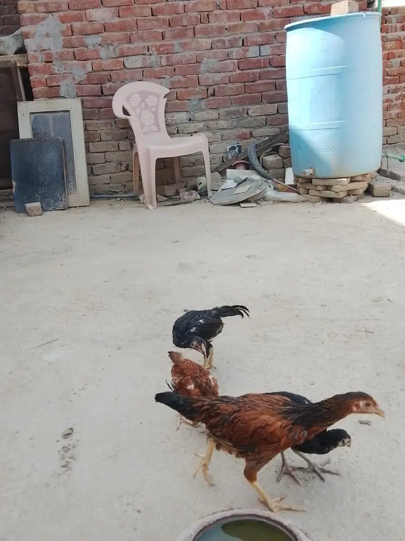 aseel chick for sale 03207362289 — photo 2