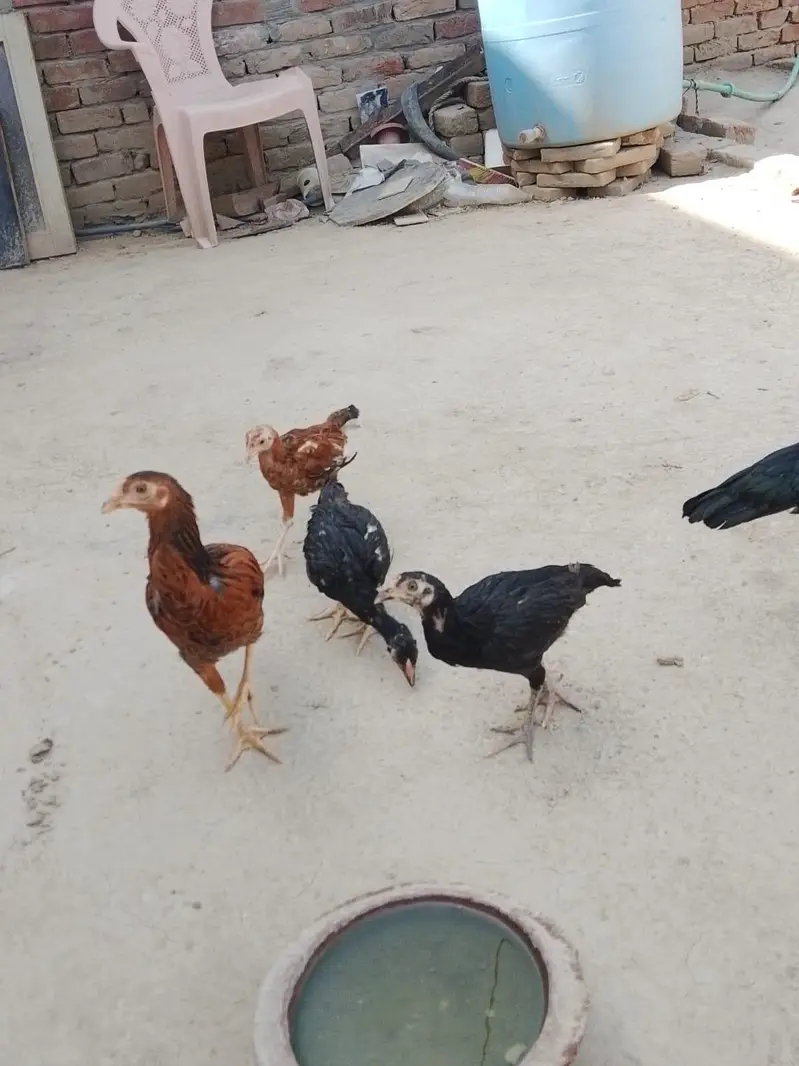 aseel chick for sale 03207362289 — photo 3
