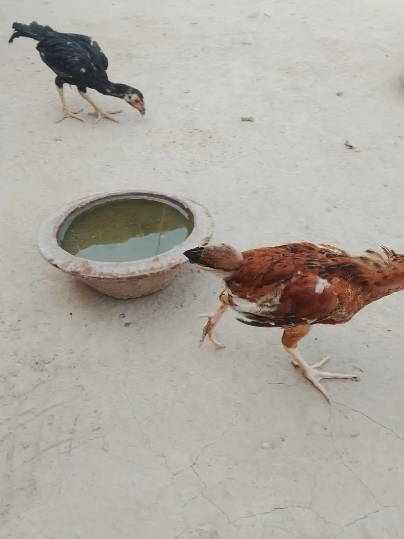 aseel chick for sale 03207362289 — photo 4