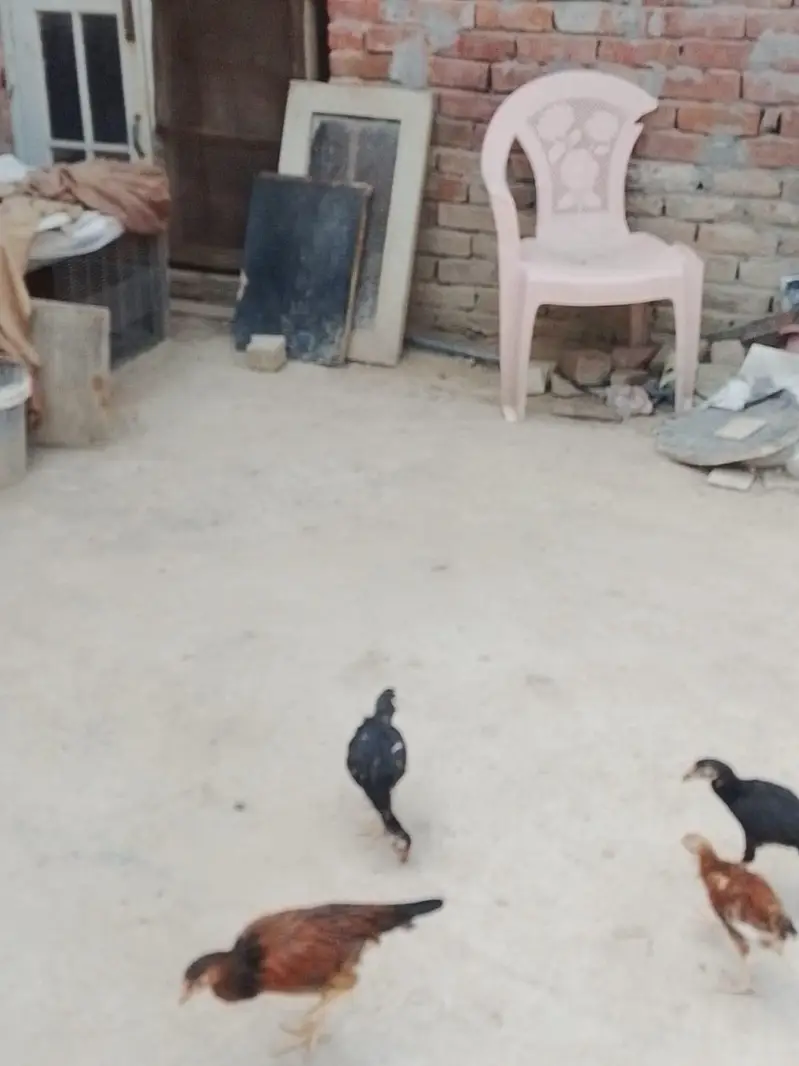 aseel chick for sale 03207362289 — photo 5