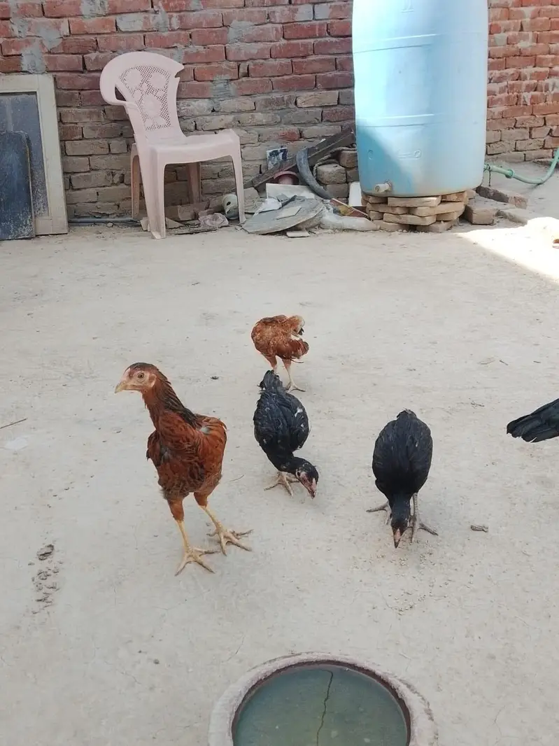 aseel chick for sale 03207362289 — photo 6