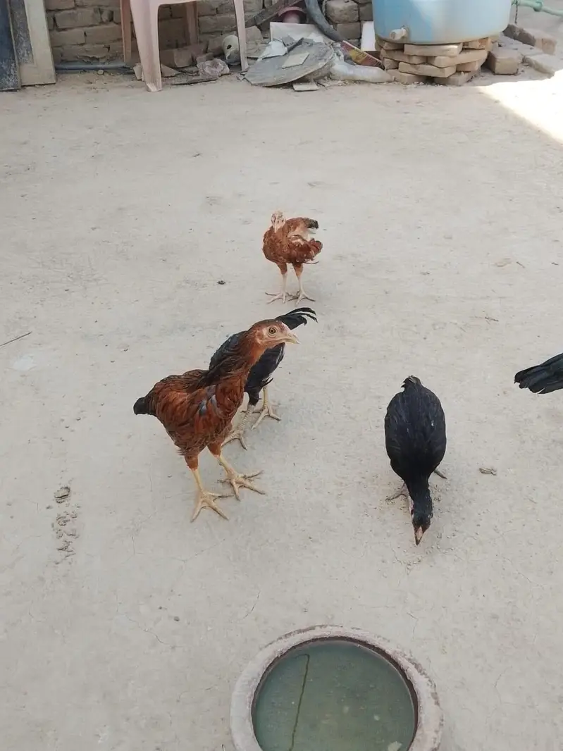 aseel chick for sale 03207362289 — photo 7