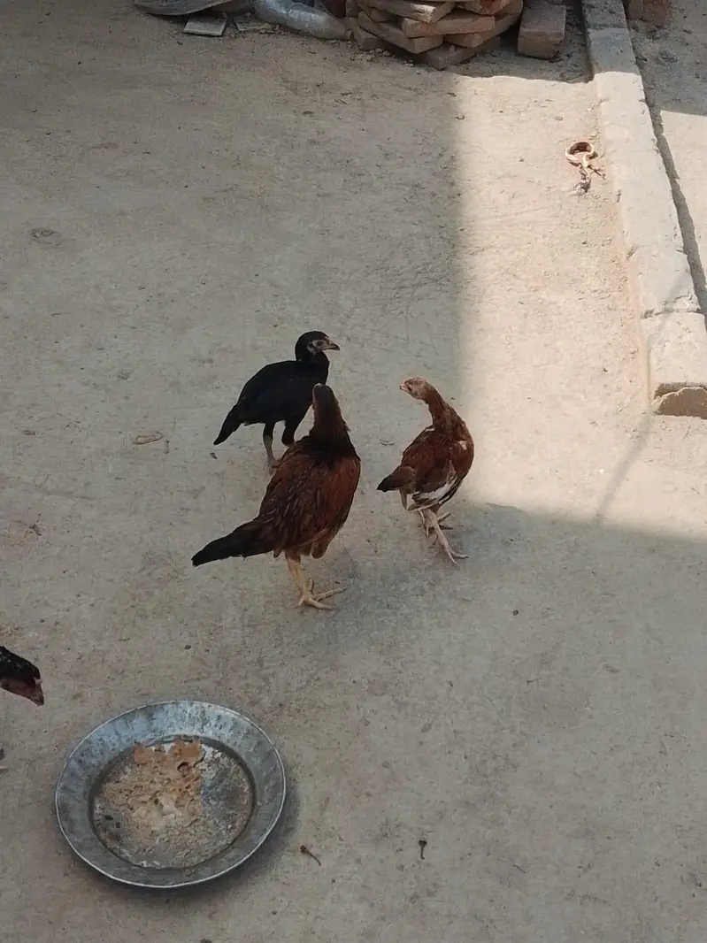aseel chick for sale 03207362289 — photo 8