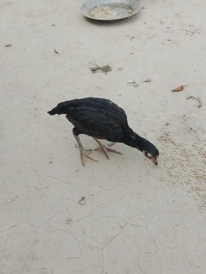 aseel chick for sale 03207362289 — photo 9