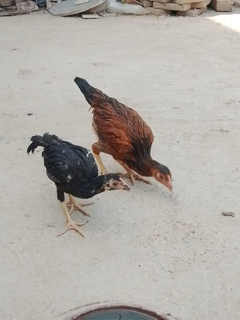 aseel chick for sale 03207362289 — photo 10