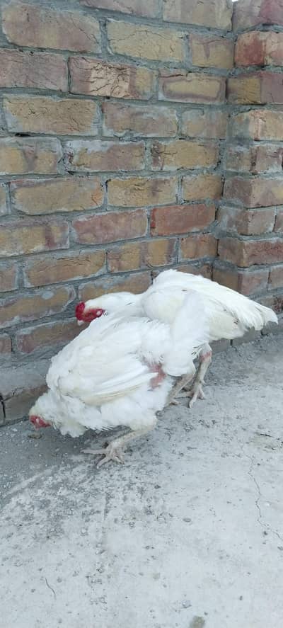 Heera Aseel for sale kam price ma