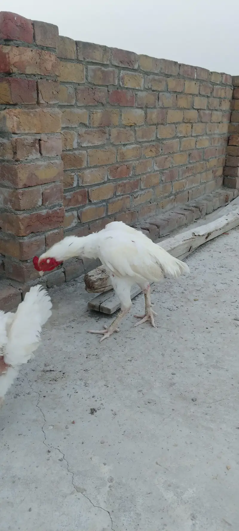 Heera Aseel for sale kam price ma — photo 2