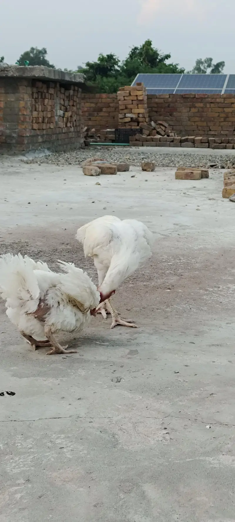 Heera Aseel for sale kam price ma — photo 4