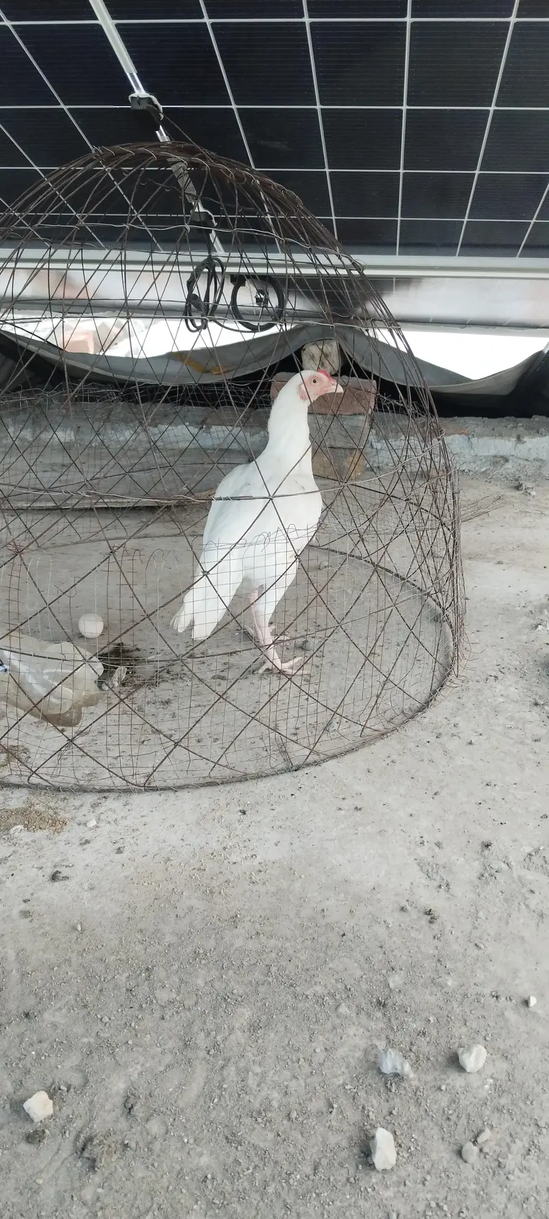 Heera Aseel for sale kam price ma — photo 5