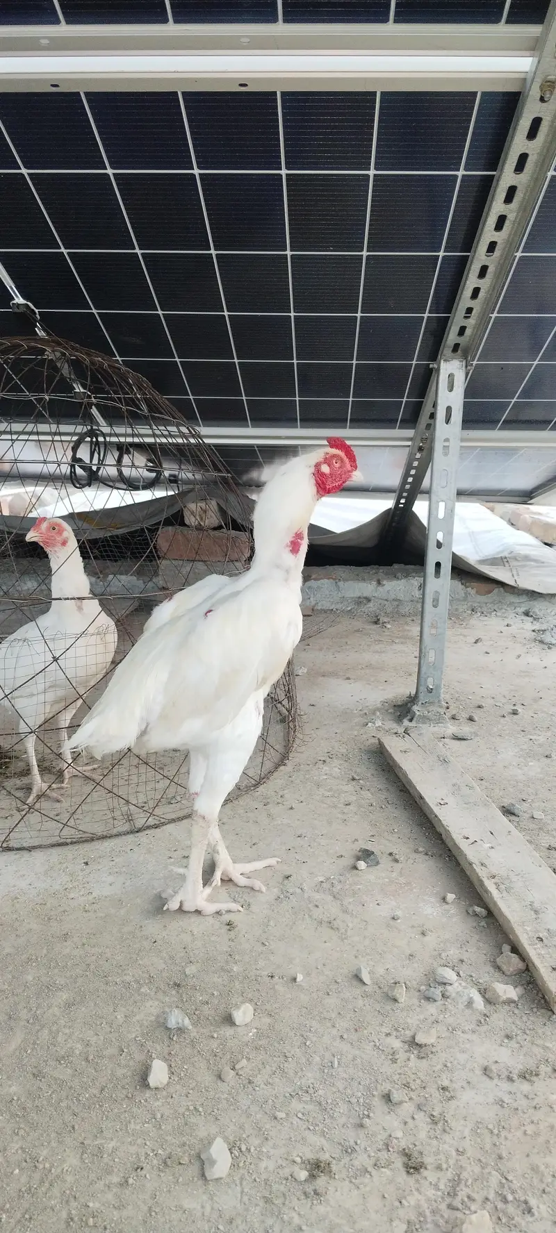 Heera Aseel for sale kam price ma — photo 6