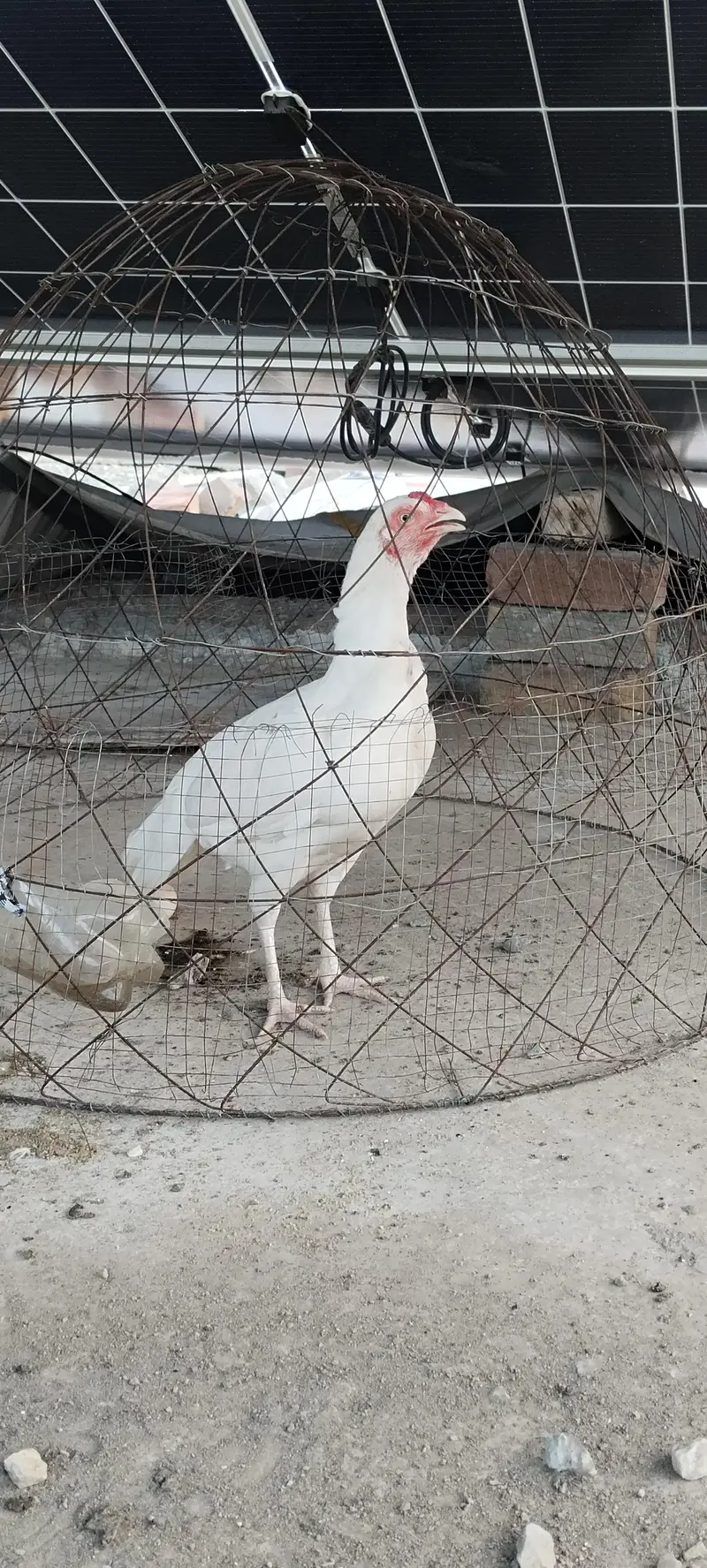 Heera Aseel for sale kam price ma — photo 7