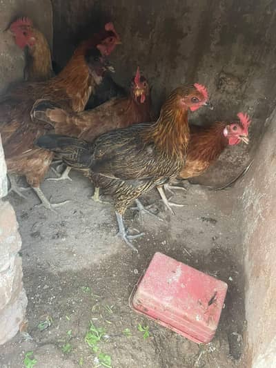 ando wali murghiya fresh stater murghiya fresh eggs or murgha ha