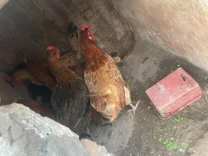 ando wali murghiya fresh stater murghiya fresh eggs or murgha ha — photo 2