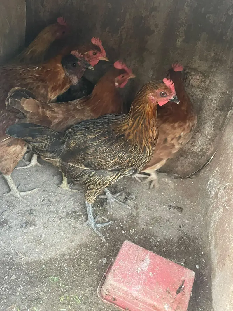 ando wali murghiya fresh stater murghiya fresh eggs or murgha ha — photo 3