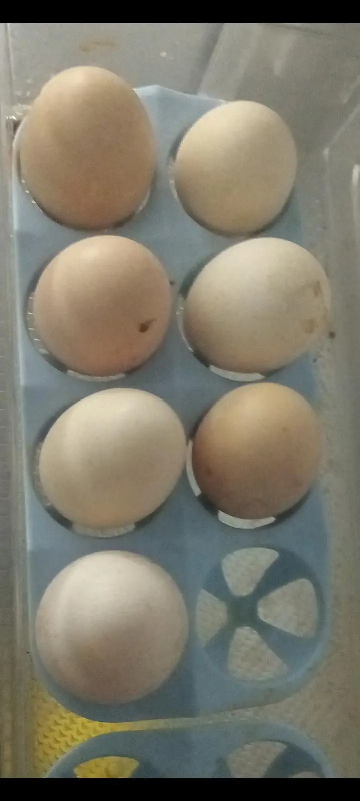 ando wali murghiya fresh stater murghiya fresh eggs or murgha ha — photo 4