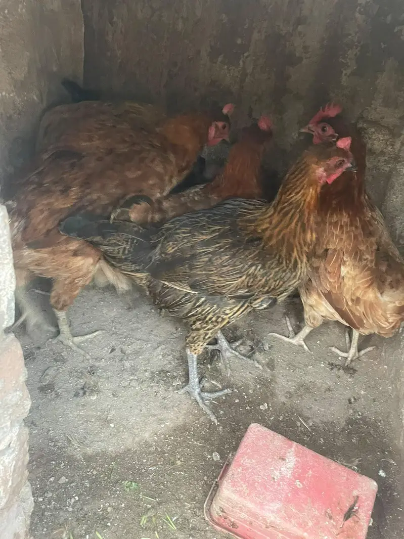 ando wali murghiya fresh stater murghiya fresh eggs or murgha ha — photo 5