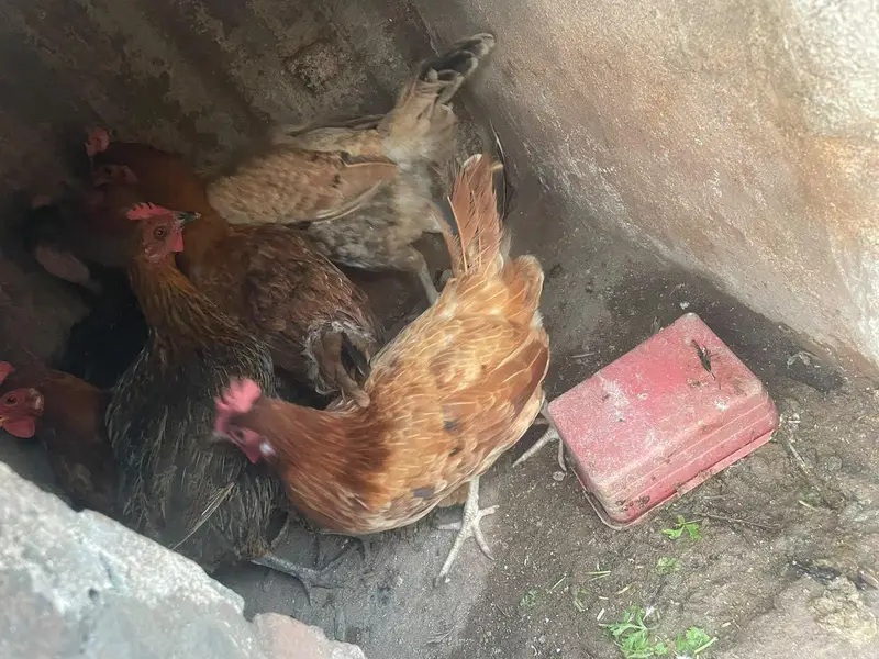 ando wali murghiya fresh stater murghiya fresh eggs or murgha ha — photo 6