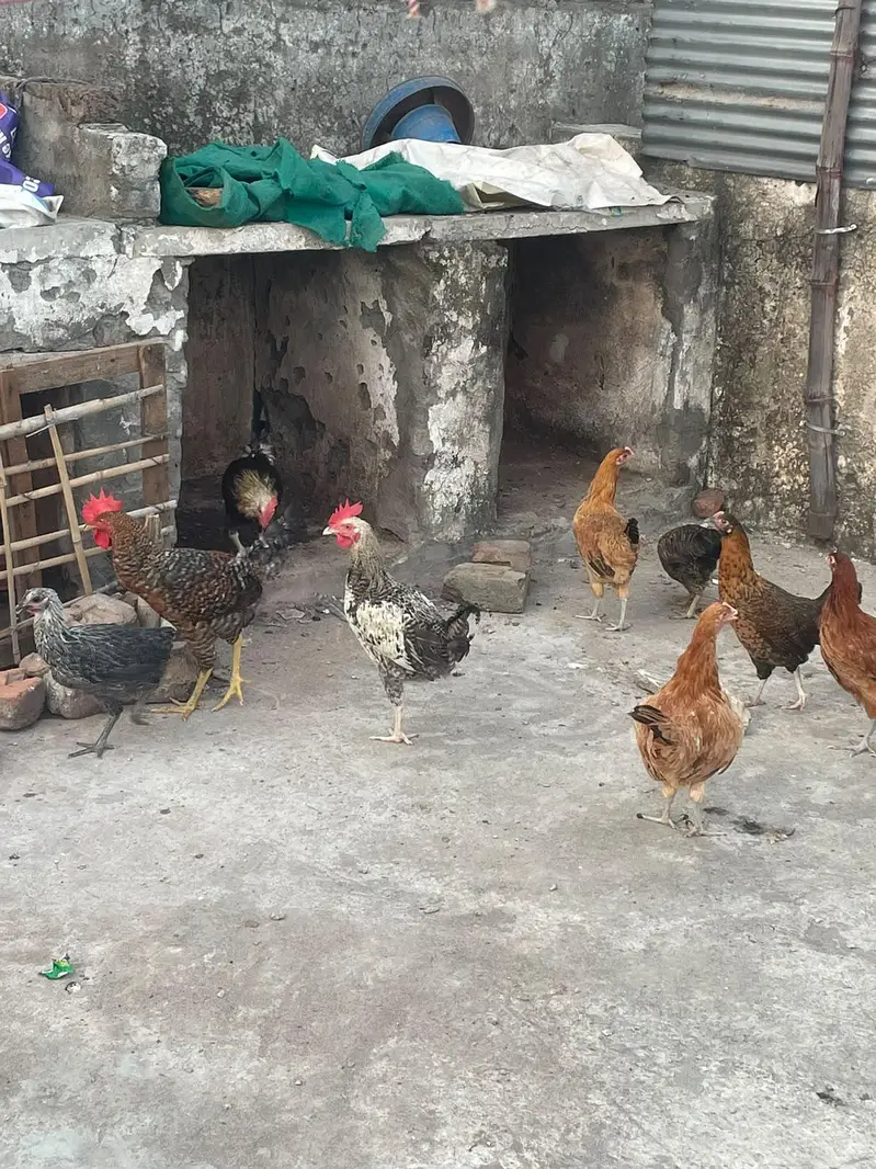 ando wali murghiya fresh stater murghiya fresh eggs or murgha ha — photo 7