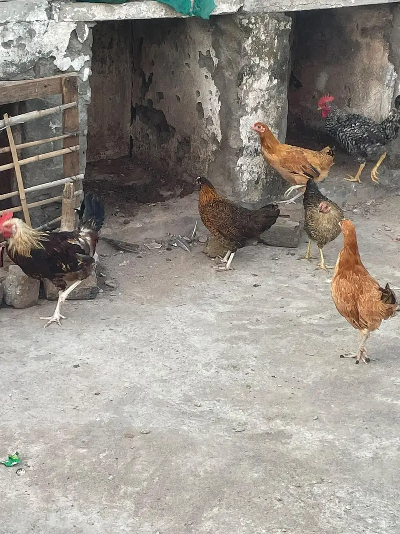 ando wali murghiya fresh stater murghiya fresh eggs or murgha ha — photo 8