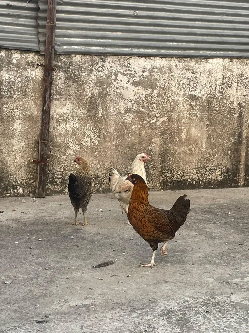 ando wali murghiya fresh stater murghiya fresh eggs or murgha ha — photo 9