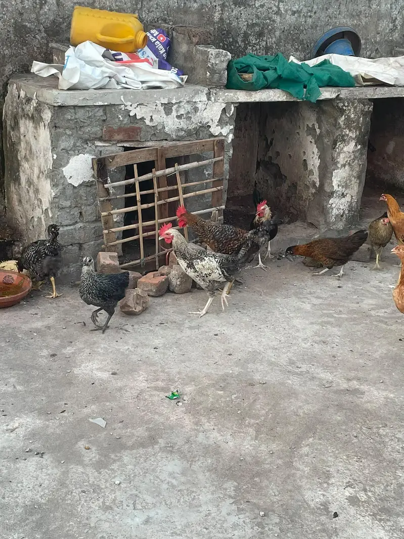 ando wali murghiya fresh stater murghiya fresh eggs or murgha ha — photo 10