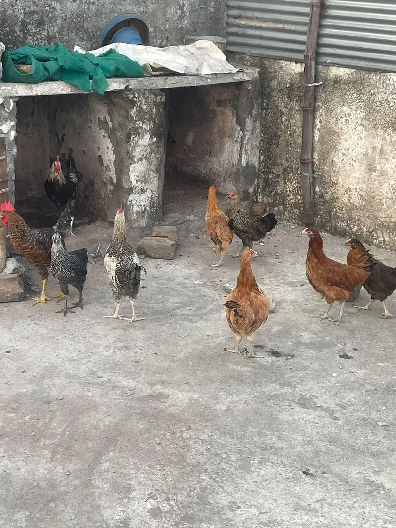 ando wali murghiya fresh stater murghiya fresh eggs or murgha ha — photo 11