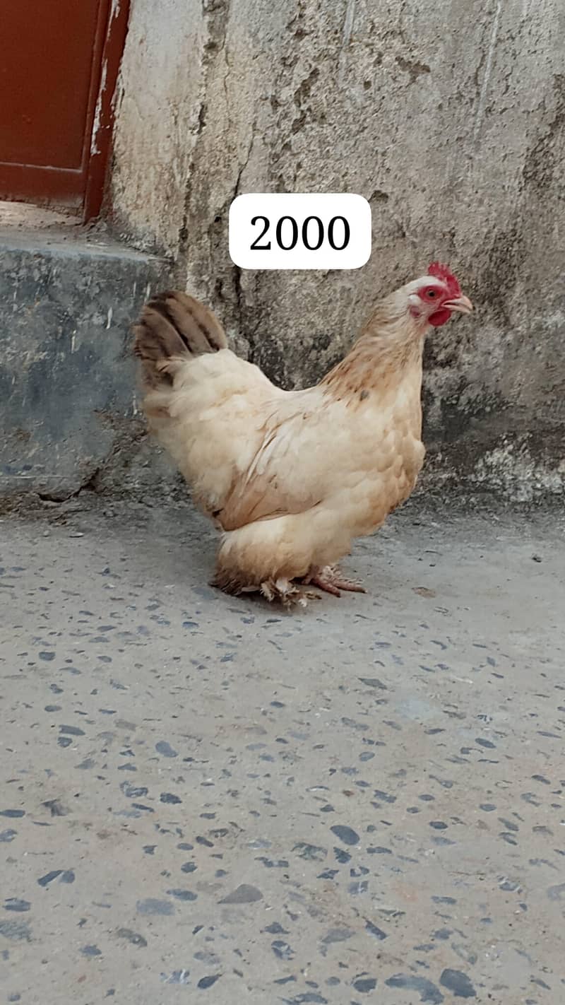 03470918866 0