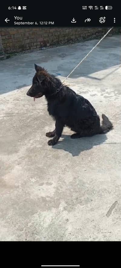 puppy  (German shepherd)