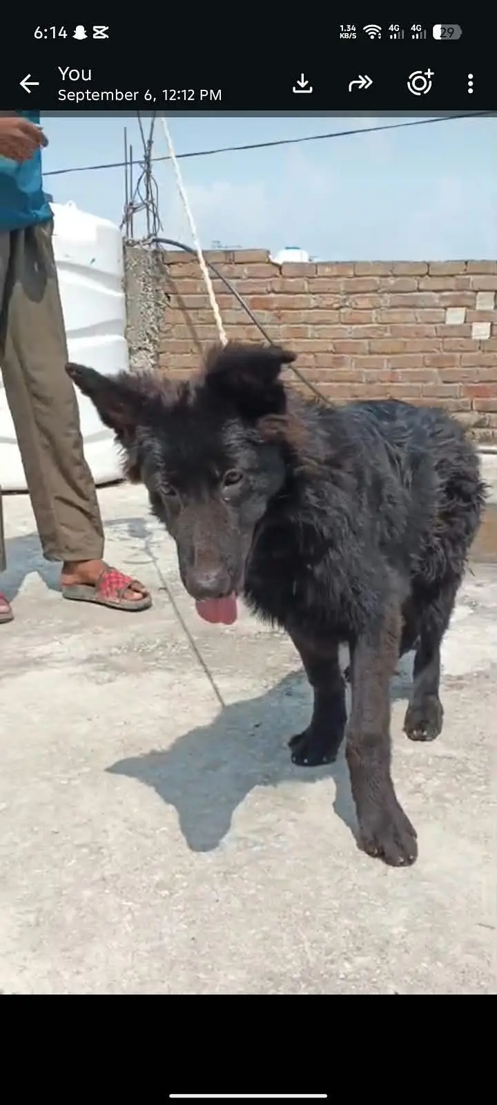 puppy  (German shepherd) — photo 2