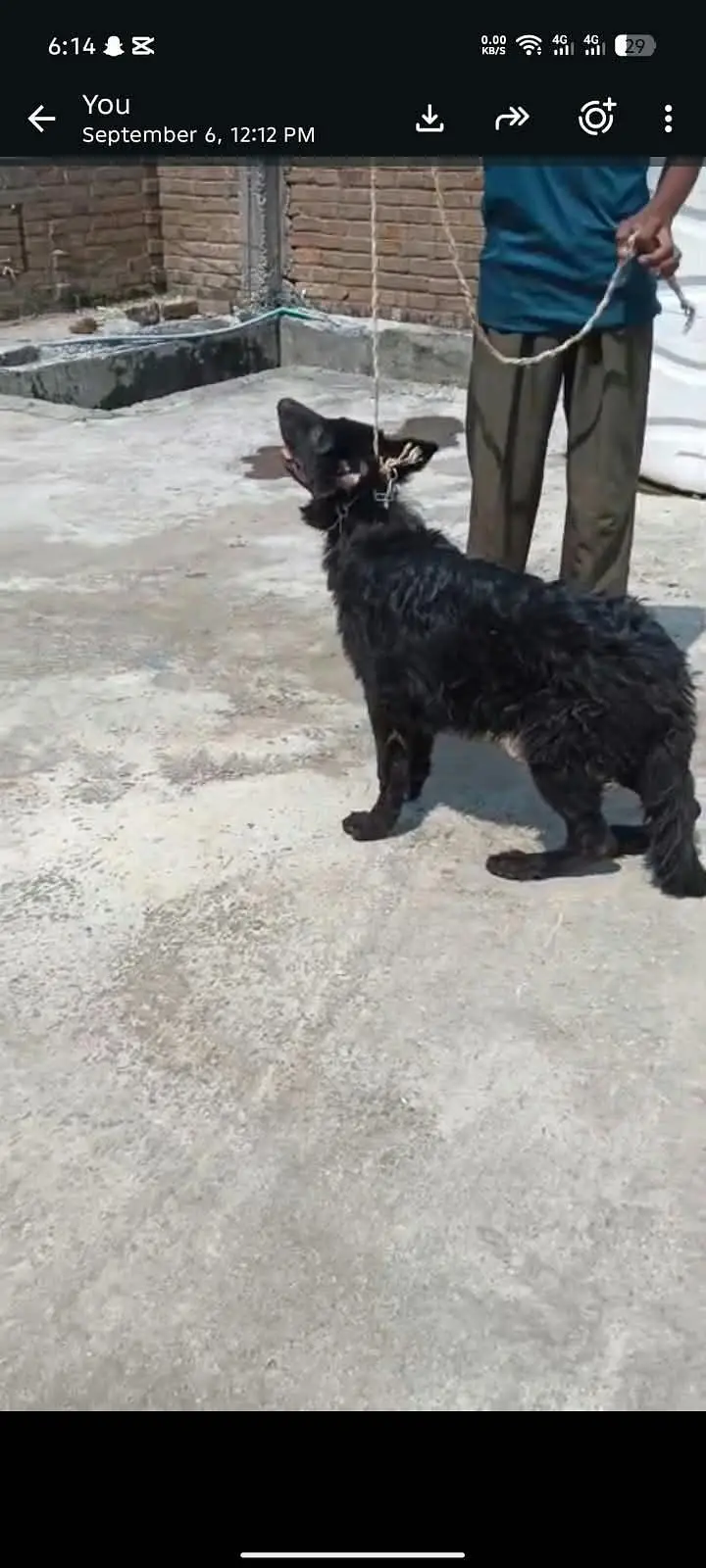 puppy  (German shepherd) — photo 3
