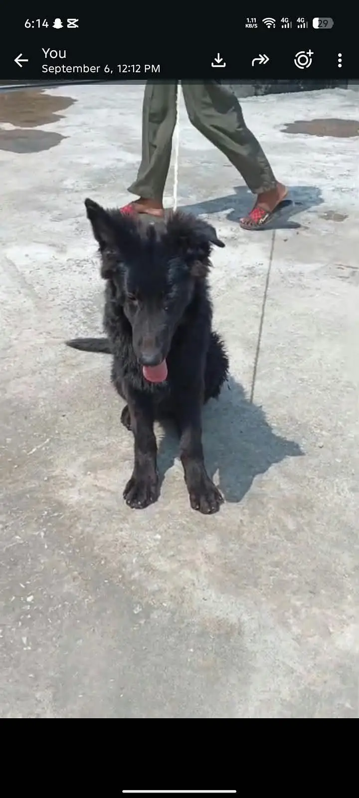 puppy  (German shepherd) — photo 4