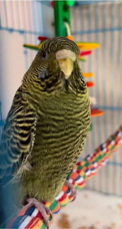 Required green black face budgie female or self chick