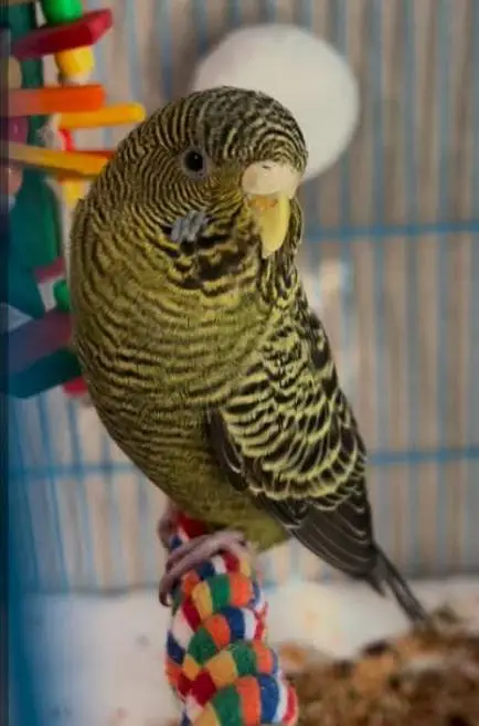 Required green black face budgie female or self chick — photo 2