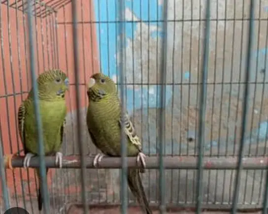 Required green black face budgie female or self chick — photo 3