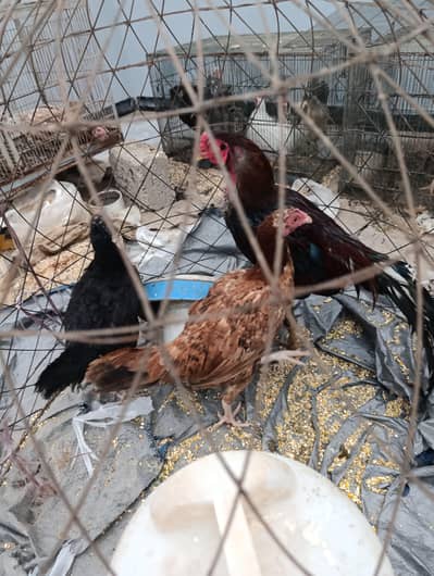 Aseel and old english game and japnese bantam