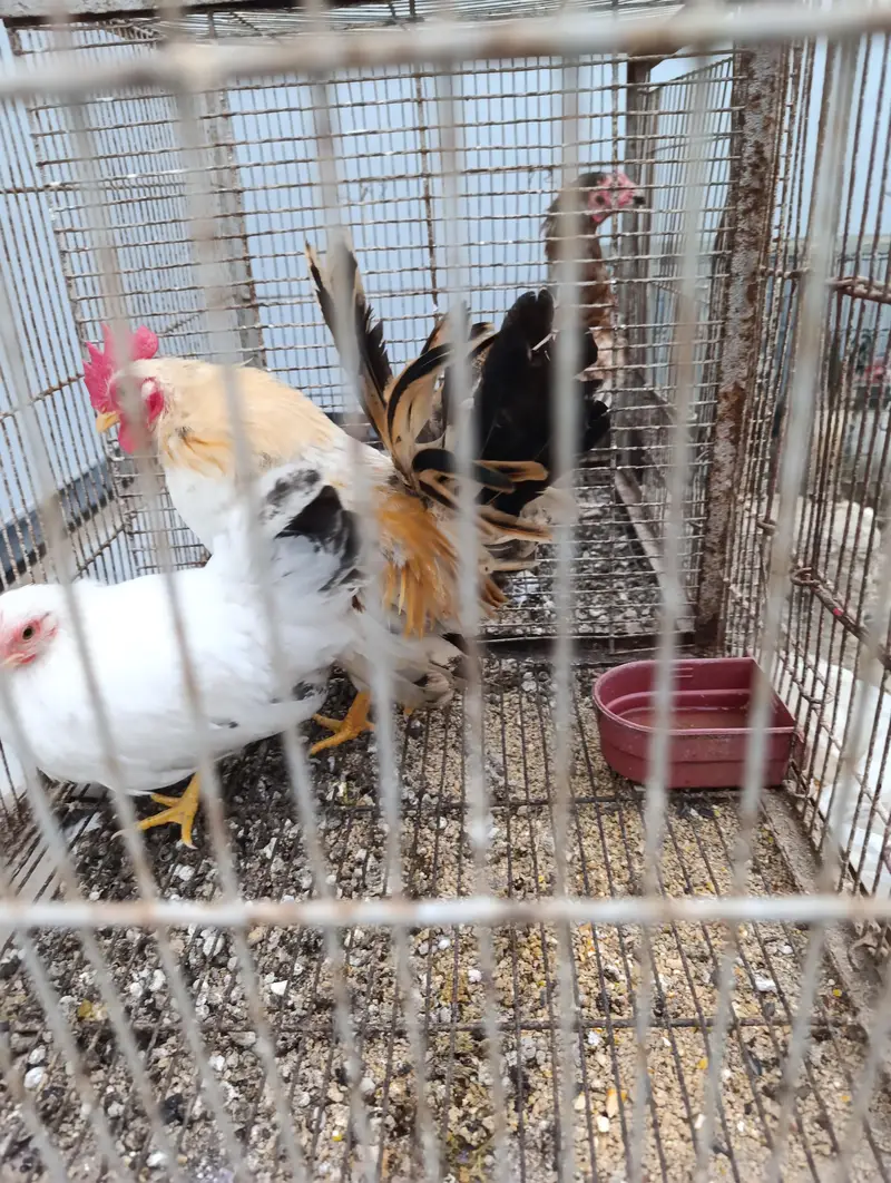 Aseel and old english game and japnese bantam — photo 2