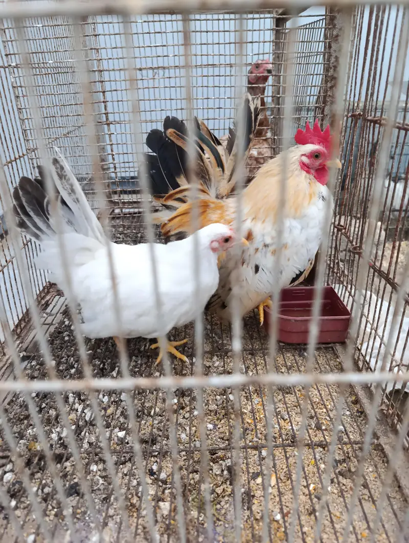 Aseel and old english game and japnese bantam — photo 3