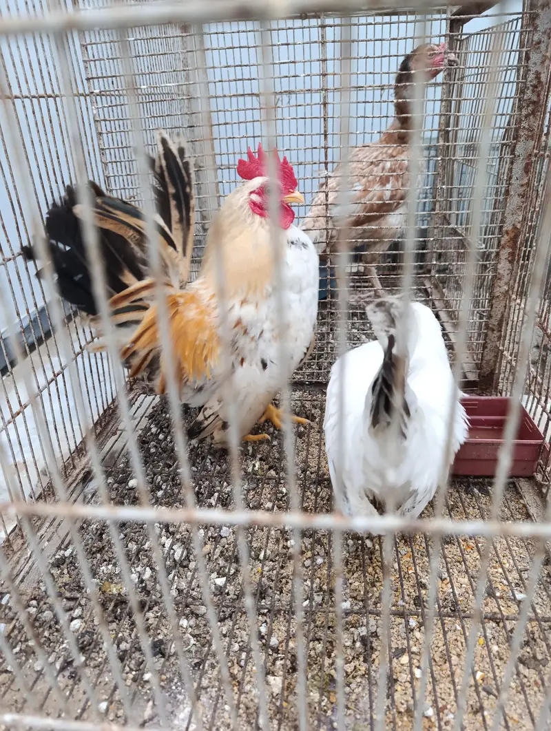 Aseel and old english game and japnese bantam — photo 4