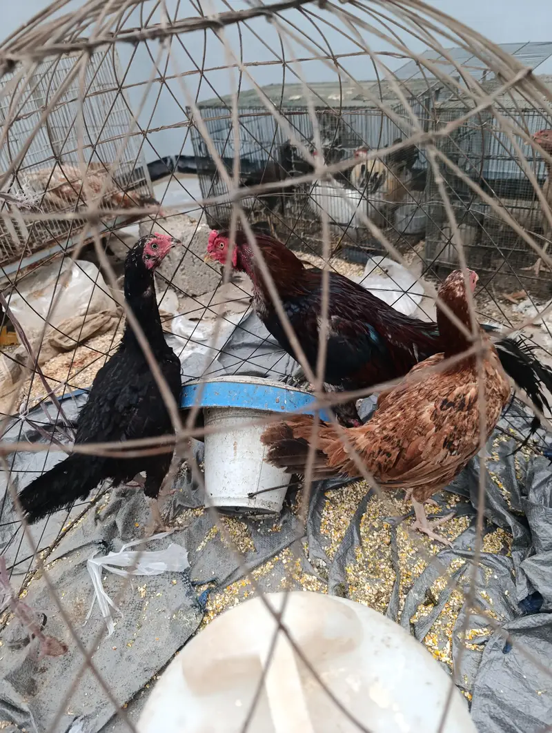 Aseel and old english game and japnese bantam — photo 6
