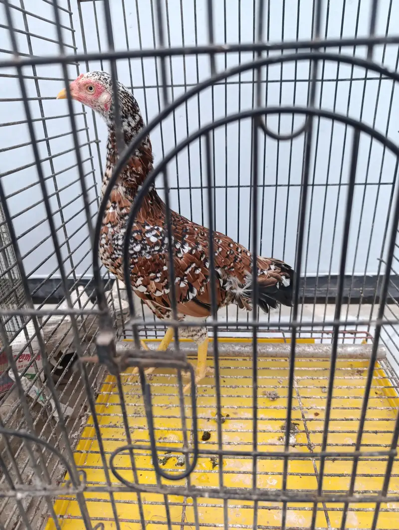 Aseel and old english game and japnese bantam — photo 7