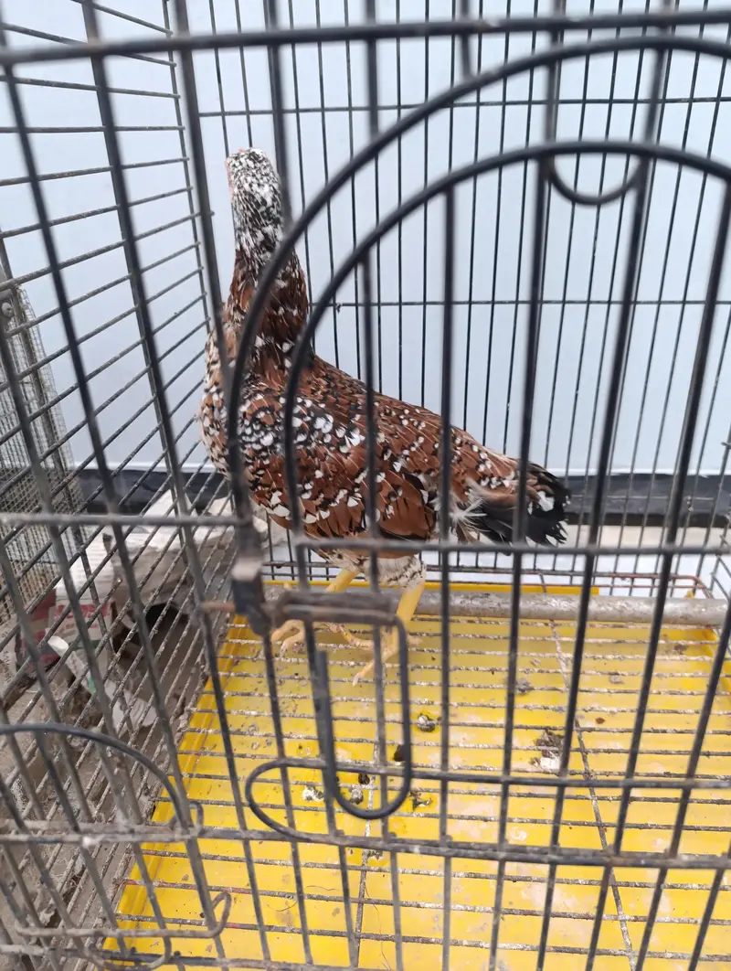 Aseel and old english game and japnese bantam — photo 8