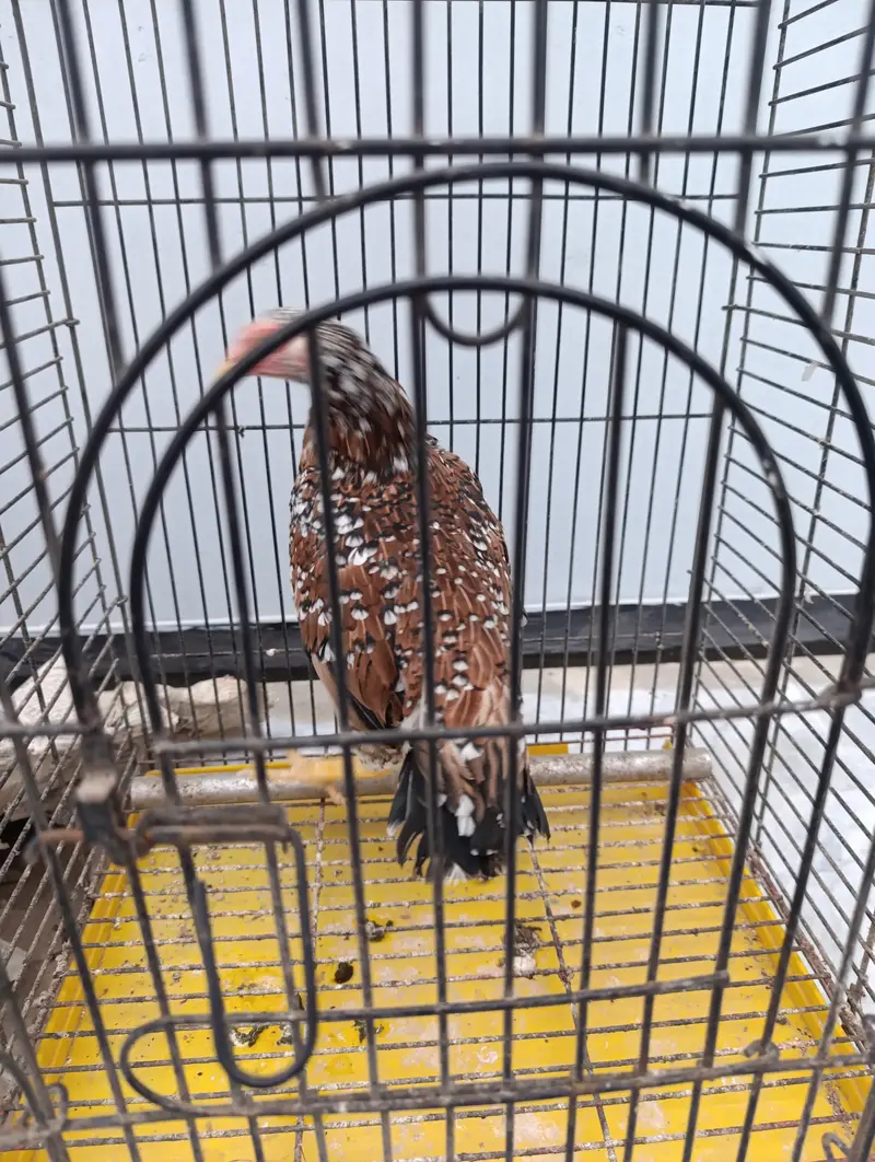 Aseel and old english game and japnese bantam — photo 9