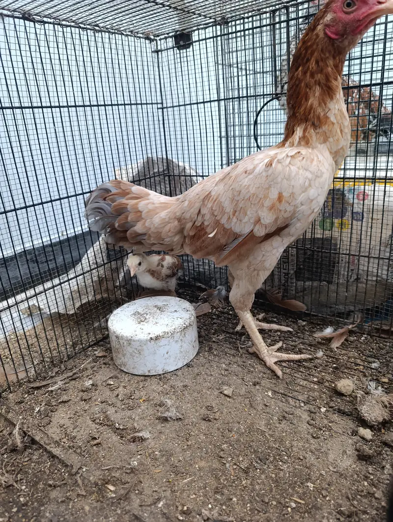 Aseel and old english game and japnese bantam — photo 10