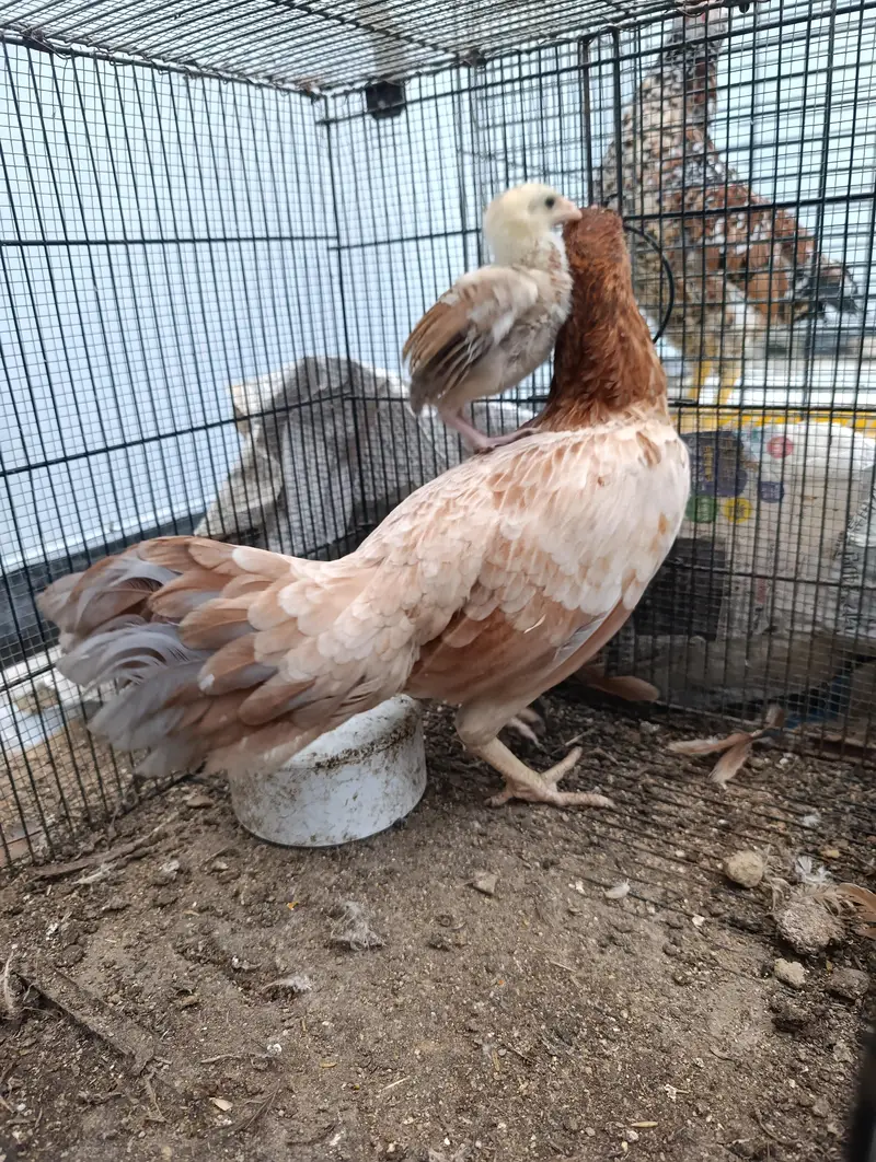 Aseel and old english game and japnese bantam — photo 11