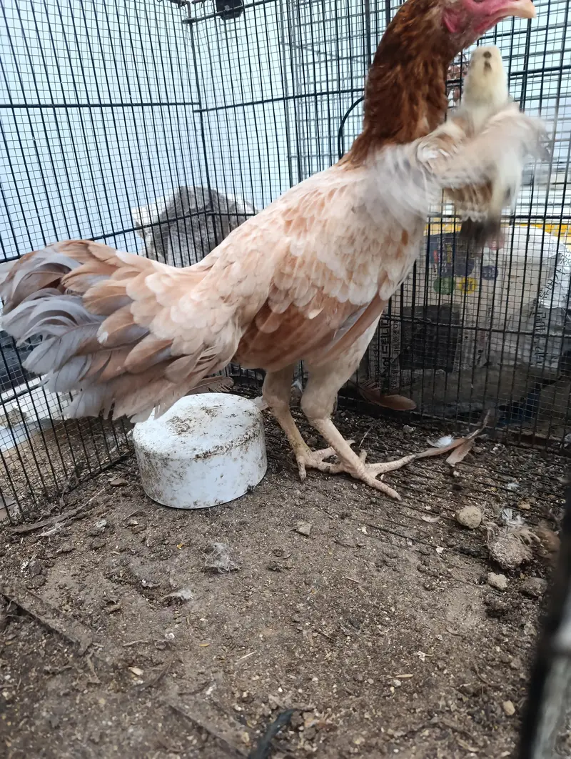 Aseel and old english game and japnese bantam — photo 12