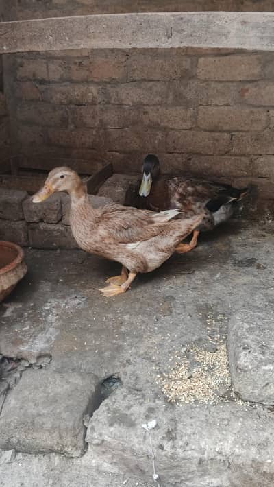 duck breeder pair